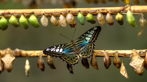 Wallpaper Butterfly, Beautiful, Blue, Design, White, Black