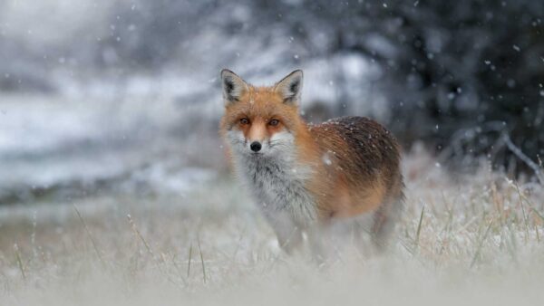 Wallpaper Brown, Black, Blur, Background, Standing, White, Fox, Snowfall