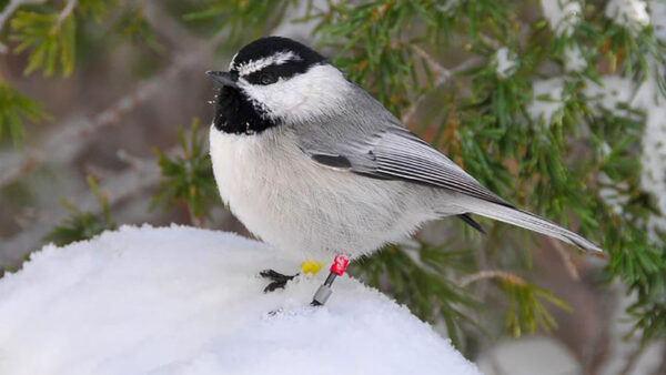 Wallpaper Background, Tree, Black-Capped, Bird, Branches, Birds, Standing, Chickadee, White, Snow