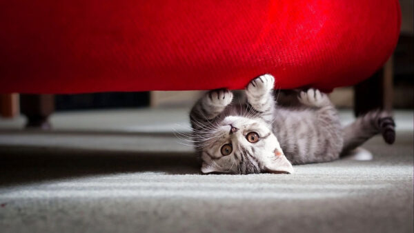 Wallpaper Funny, Red, Cat, Couch, Floor, Under, Whiskers, Kitten, Lying, Down