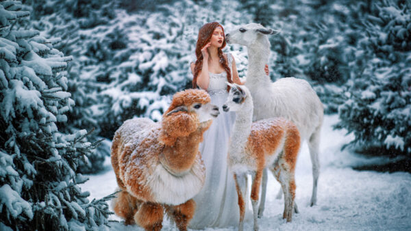 Wallpaper Redhead, White, Background, Near, Dress, Frost, Wearing, Alpaca, Girls, Forest, Llama, Girl, Standing, Model