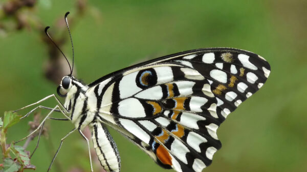 Wallpaper Lime, Common, Butterfly, Design, Brown, Green, White, Background, Black