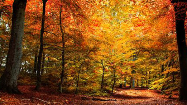 Wallpaper Colorful, Background, Autumn, Trees, Fall, Forest