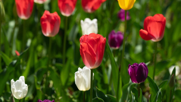 Wallpaper Field, Blur, Purple, Petals, Mobile, Desktop, Leaves, Background, White, Red, Green, Tulips, Yellow, Flower, Plants, Flowers