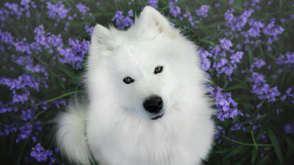 Wallpaper White, Flowers, Looking, Lavender, Dog, Background, Samoyed