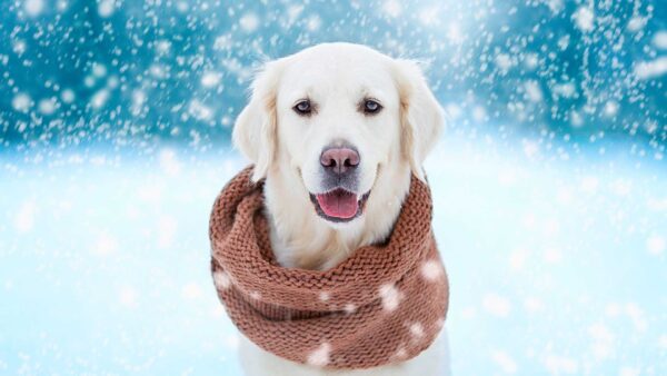 Wallpaper Snowfall, White, Knitted, With, Background, Golden, Brown, Dog, Muffler, Retriever, Woolen