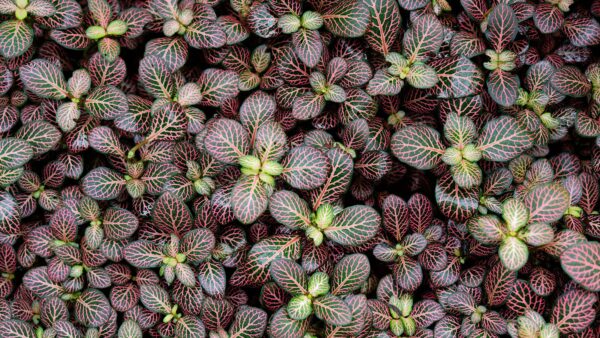 Wallpaper Mobile, Flower, Green, Desktop, Leaves, Fittonia, Plants, Pink, Photography