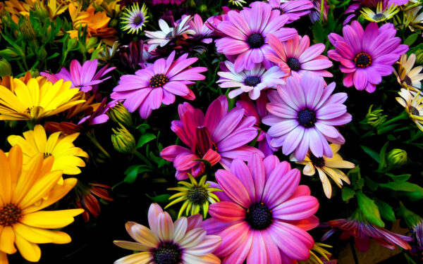 Wallpaper Flowers, Daisy, Purple, Yellow