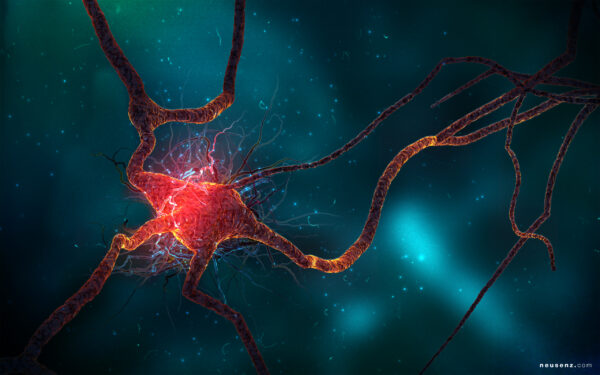 Wallpaper Neuron, Cell