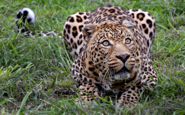 Wallpaper African, Leopard