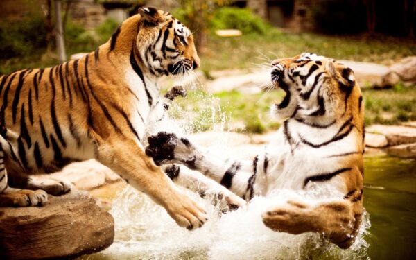 Wallpaper Tigers, Playing