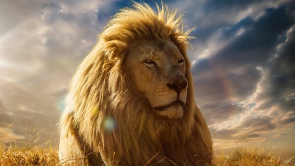 Wallpaper Lion, King