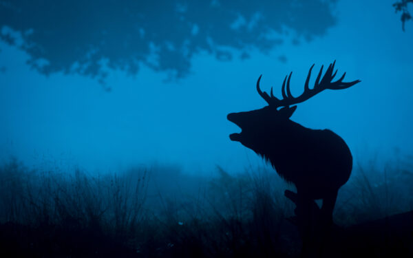 Wallpaper Deer, Silhouette