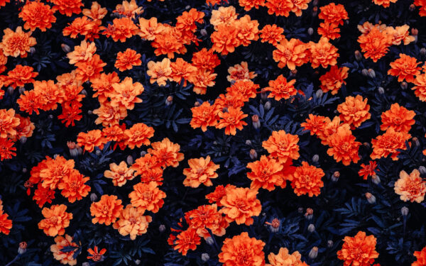 Wallpaper Flowers, Orange