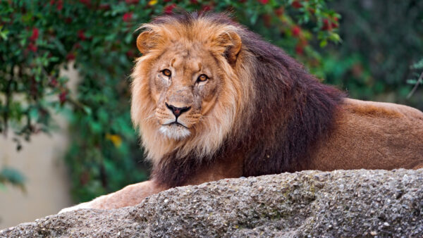 Wallpaper Lion, Male