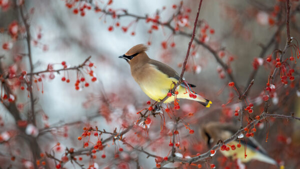 Wallpaper Tree, Desktop, Branch, Birds, Standing, Waxwing, Mobile, Bird