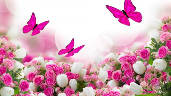 Wallpaper Pink, Butterflies, With, Roses, Butterfly, White
