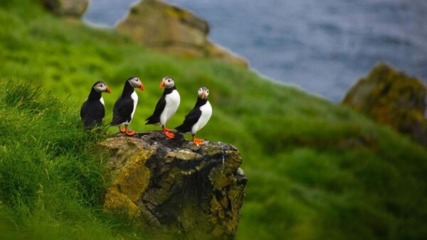 Wallpaper Blur, Desktop, With, Four, Background, Puffins, Green, Are, Near, Water, Rock, Mobile, Animals, Grass