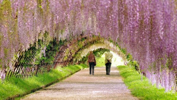 Wallpaper Under, People, Flowers, Are, Arch, Walking, Blossom, Desktop