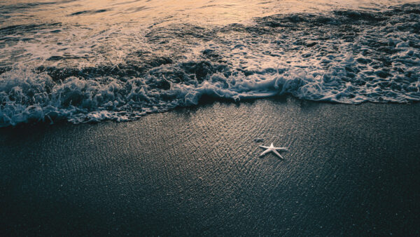 Wallpaper Sand, Shell, Sea, Shaped, Star, Nature, Beach, Mobile, Desktop, Waves