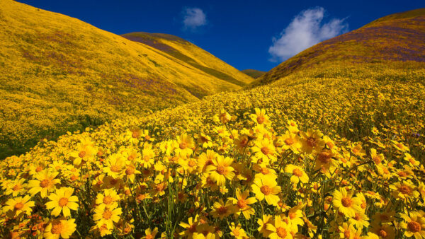 Wallpaper Blue, Under, Flowers, Hills, With, Nature, California, Sky, Desktop, Yellow