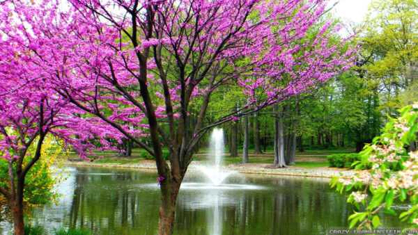 Wallpaper Water, Flowers, Purple, Middle, Tree, The, Body