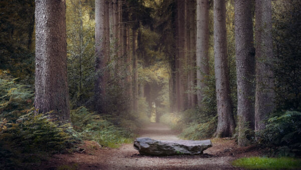 Wallpaper Pathway, And, Nature, Desktop, Between, During, Fern, Fall, Trees, Stone