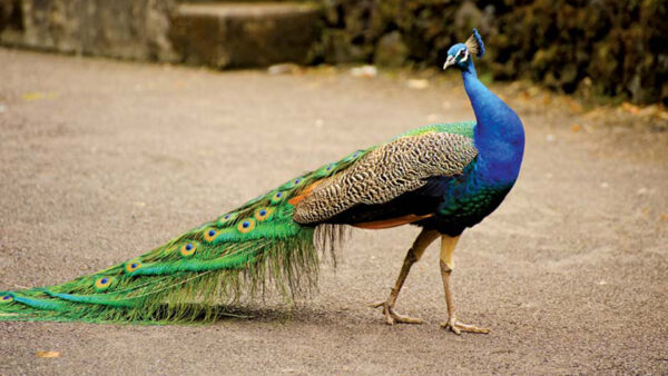 Wallpaper Birds, Blue, Blur, Background, Peacock, Peafowl, Tail
