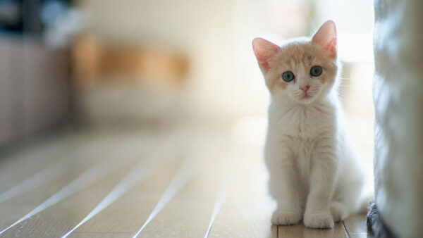 Wallpaper Kitten, Sitting, WALL, White, Near, Cat, Floor