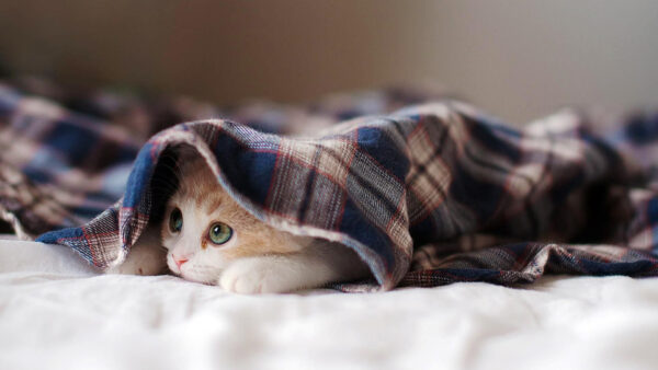 Wallpaper Bed, Cute, Cloth, Inside, Down, Lying, Kitten, Cat, White