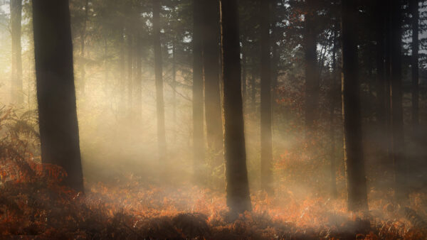 Wallpaper Nature, Covered, Dry, Forest, Fog, With, Leaves