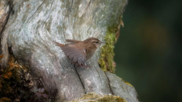 Wallpaper Wren, Bird, Mobile, Animals, Desktop