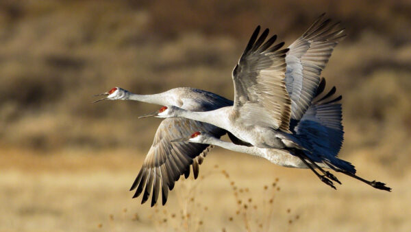 Wallpaper Birds, Black, White, Ground, Above, Desktop, From, Crane, Are, Flying