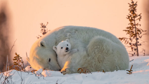 Wallpaper Small, Snow, Big, Sitting, Bear, Polar, Are, Bears