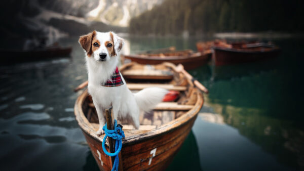 Wallpaper Desktop, Blur, Animals, Water, Kooikerhondje, Brown, Dog, Background, Boat, White