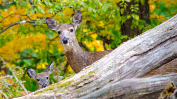 Wallpaper Desktop, Background, Trees, Deer, Deers, Foliage, With