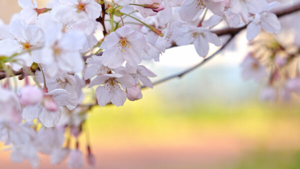 Wallpaper Branches, Flowers, Spring, Blossom, Desktop, White