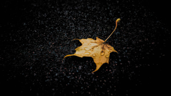 Wallpaper Leaf, Sticky, Black, Drops, With, Road, Yellow, Dark, Water