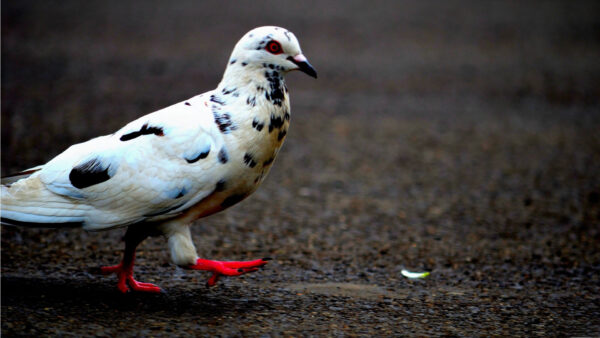 Wallpaper Birds, Legs, Walking, Black, Red, With, Pigeon, Bird, Road, White