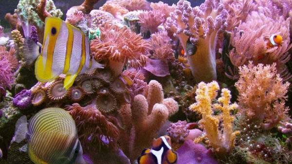 Wallpaper And, Animals, Pink, Under, Fishes, Yellow, Desktop, Sea, Coral