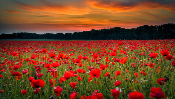 Wallpaper Poppy, White, Clouds, Red, Yellow, Flowers, Sky, Blue, Green, Field, Grass, Under, Common