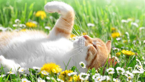 Wallpaper Flowers, Cat, Brown, Down, White, Green, Grass, Lying, Yellow