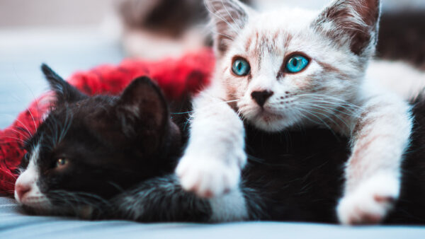 Wallpaper Desktop, Cats, With, White, Cat, Blue, Eyes, Black, And