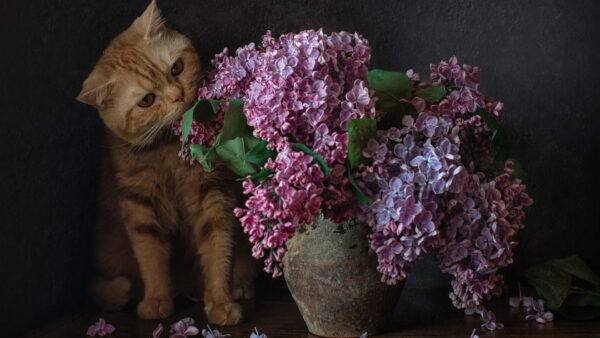 Wallpaper Pulling, Desktop, Cat, Flowers