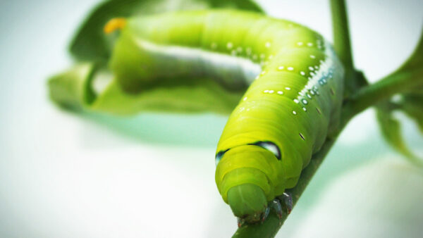 Wallpaper Closeup, Caterpillar, Desktop, Green, Tobacco, Plant, Hornworm
