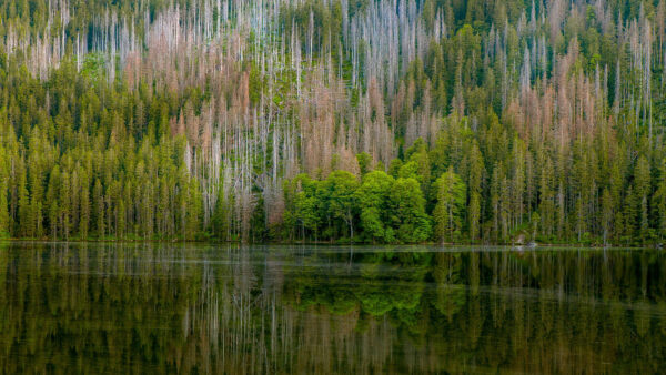 Wallpaper Green, Body, Desktop, Nature, Trees, Reflection, Beautiful, Water