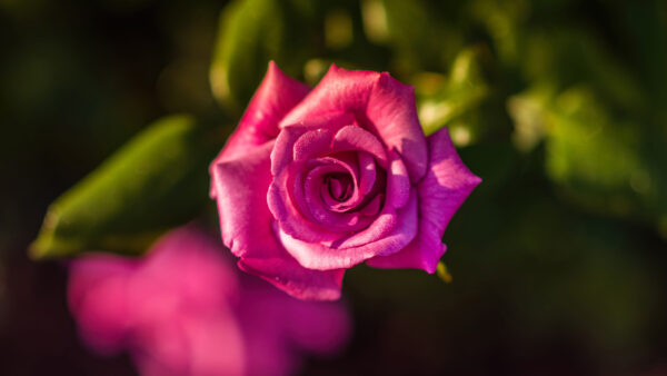 Wallpaper Background, Flowers, Pink, Green, View, Flower, Blur, Closeup, Rose