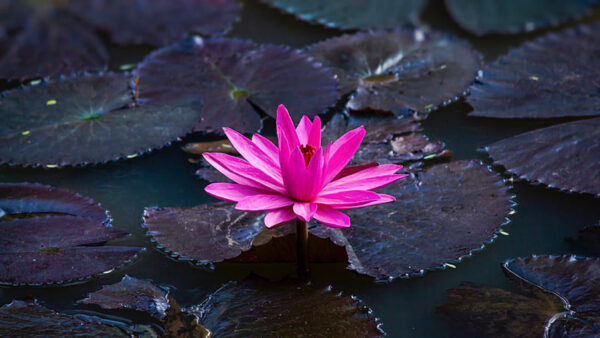 Wallpaper Pink, Flowers, Dark, Leaves, Flower, Lotus, Water