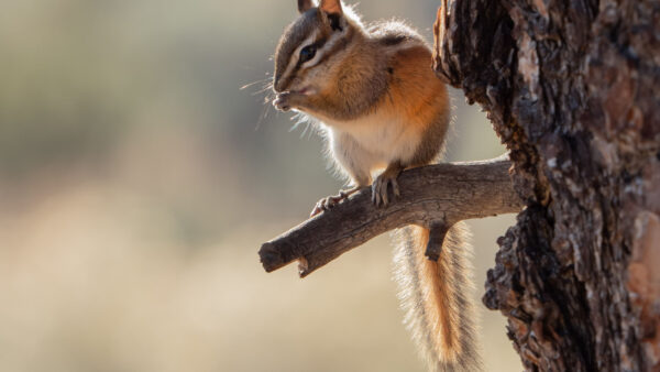 Wallpaper Squirrel, Tree, Branch, Desktop, Standing