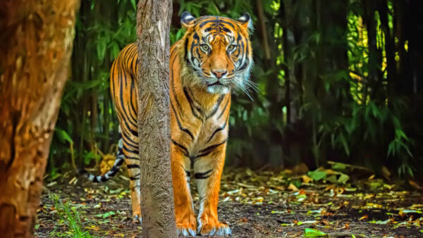 Wallpaper Standing, Background, Tiger, Forest